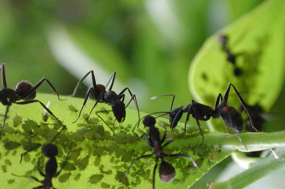 Dedetizadora de Formigas em Niterói e São Gonçalo