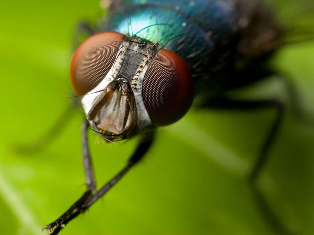 Dedetizadora de Moscas e Mosquitos